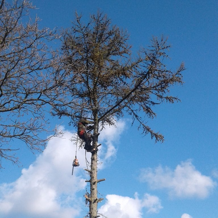 Mand topkapper et træ